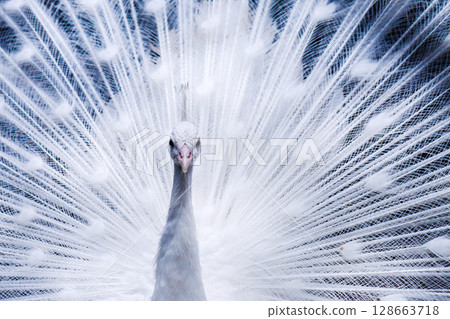 與被塗的翼的白色孔雀 與被塗的翼的白色孔雀 128663718