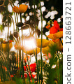罌粟花在燈光下閃耀 128663721
