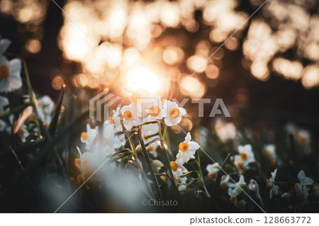 Daffodils illuminated by the setting sun Daffodils illuminated by the setting sun 128663772