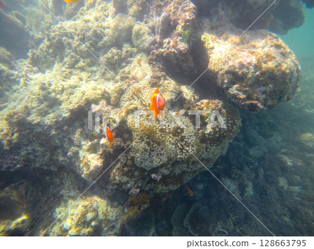 Clownfish in the ocean of Miyakojima, Okinawa Clownfish in the ocean of Miyakojima, Okinawa 128663795