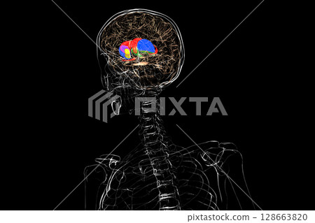 Human brain with caudate nucleus (red), thalamus (green), putamen (blue), and globus pallidus (yellow) highlighted, showing key basal ganglia and relay centers, 3D illustration 128663820