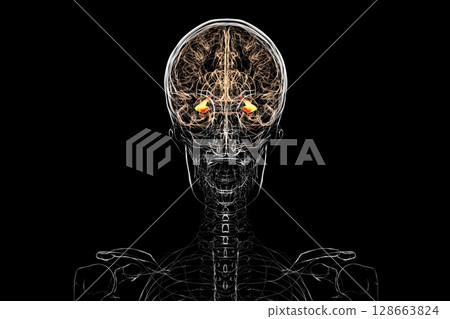 Human brain with highlighted hippocampus, a key structure involved in memory, learning, and emotional regulation, 3D illustration. 128663824