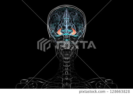 Human brain with highlighted hippocampus, a key structure involved in memory, learning, and emotional regulation, 3D illustration. 128663828