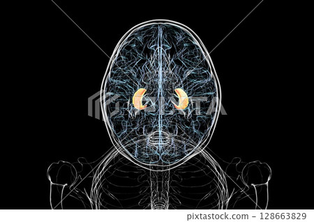 Human brain with highlighted hippocampus, a key structure involved in memory, learning, and emotional regulation, 3D illustration. 128663829