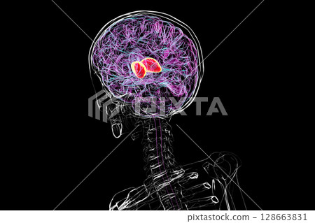 Thalamus of human brain, 3D illustration showing the paired deep gray matter structures that relay sensory and motor signals to the cerebral cortex. Thalamus of human brain, 3D illustration showing the paired deep gray matter structures that relay sensory and motor signals to the cerebral cortex. 128663831