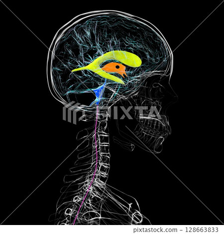 Human brain with colored ventricles, 3D illustration, lateral (yellow), third (orange), fourth (blue), interventricular foramen (green), cerebral aqueduct (dark purple), spinal channel (light purple). 128663833
