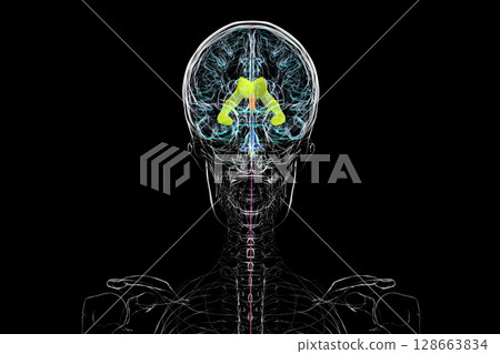 Human brain with colored ventricles, 3D illustration, lateral (yellow), third (orange), fourth (blue), interventricular foramen (green), cerebral aqueduct (dark purple), spinal channel (light purple). 128663834