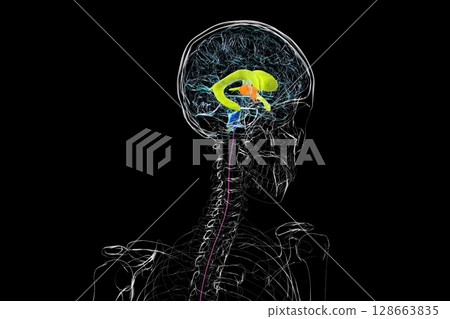 Human brain with colored ventricles, 3D illustration, lateral (yellow), third (orange), fourth (blue), interventricular foramen (green), cerebral aqueduct (dark purple), spinal channel (light purple). Human brain with colored ventricles, 3D illustration, lateral (yellow), third (orange), fourth (blue), interventricular foramen (green), cerebral aqueduct (dark purple), spinal channel (light purple). 128663835