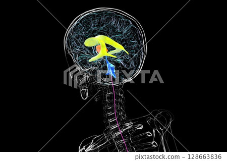 Human brain with colored ventricles, 3D illustration, lateral (yellow), third (orange), fourth (blue), interventricular foramen (green), cerebral aqueduct (dark purple), spinal channel (light purple). Human brain with colored ventricles, 3D illustration, lateral (yellow), third (orange), fourth (blue), interventricular foramen (green), cerebral aqueduct (dark purple), spinal channel (light purple). 128663836
