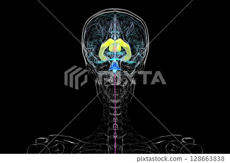 Human brain with colored ventricles, 3D illustration, lateral (yellow), third (orange), fourth (blue), interventricular foramen (green), cerebral aqueduct (dark purple), spinal channel (light purple). Human brain with colored ventricles, 3D illustration, lateral (yellow), third (orange), fourth (blue), interventricular foramen (green), cerebral aqueduct (dark purple), spinal channel (light purple). 128663838