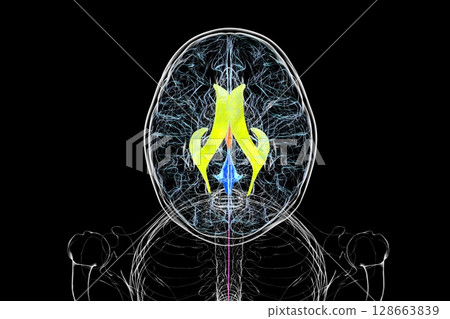 Human brain with colored ventricles, 3D illustration, lateral (yellow), third (orange), fourth (blue), interventricular foramen (green), cerebral aqueduct (dark purple), spinal channel (light purple). Human brain with colored ventricles, 3D illustration, lateral (yellow), third (orange), fourth (blue), interventricular foramen (green), cerebral aqueduct (dark purple), spinal channel (light purple). 128663839