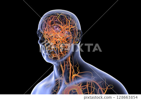 Brain arteries, 3D illustration 128663854