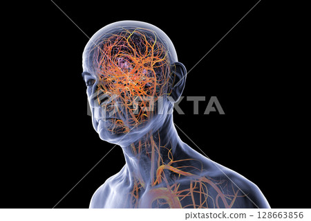 Brain arteries, 3D illustration 128663856