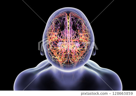 Brain arteries, 3D illustration 128663859