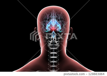 Cerebral aqueduct and ventricles, 3D illustration Cerebral aqueduct and ventricles, 3D illustration 128663864
