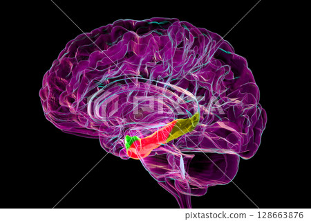 Brain parahippocampal gyrus with perirhinal cortex (green), entorhinal cortex (red), and parahippocampal cortex (yellow), involved in memory, recognition, and spatial context, 3D illustration Brain parahippocampal gyrus with perirhinal cortex (green), entorhinal cortex (red), and parahippocampal cortex (yellow), involved in memory, recognition, and spatial context, 3D illustration 128663876