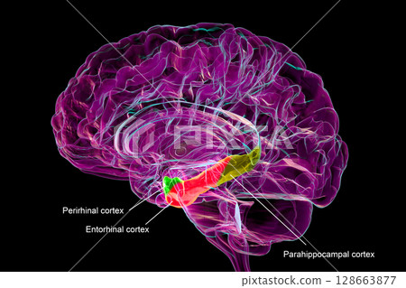 Brain parahippocampal gyrus with perirhinal cortex (green), entorhinal cortex (red), and parahippocampal cortex (yellow), involved in memory, recognition, and spatial context, 3D illustration Brain parahippocampal gyrus with perirhinal cortex (green), entorhinal cortex (red), and parahippocampal cortex (yellow), involved in memory, recognition, and spatial context, 3D illustration 128663877