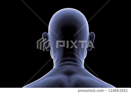 Elderly man's head and neck, back view, showing age-related anatomical details such as wrinkles, posture, and skin texture, 3D illustration. 128663881