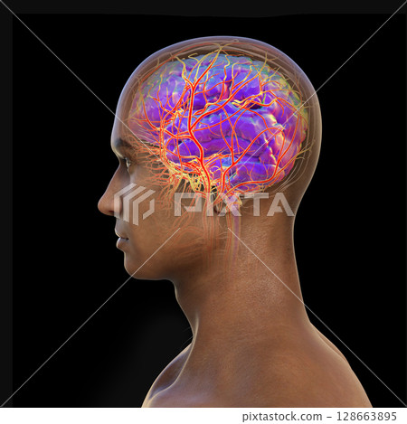 Brain arteries, 3D illustration 128663895