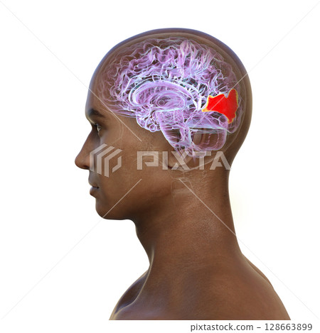 Human brain with highlighted cuneus gyrus, 3D illustration. A visual processing area in the occipital lobe involved in attention, vision, and spatial orientation. 128663899