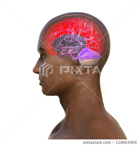 Human brain with highlighted falx cerebri and tentorium cerebelli, major dural folds separating brain hemispheres and cerebellum for structural support and protection, 3D illustration. Human brain with highlighted falx cerebri and tentorium cerebelli, major dural folds separating brain hemispheres and cerebellum for structural support and protection, 3D illustration. 128663900
