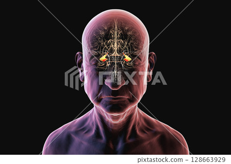 Human brain with highlighted hippocampus, a key structure involved in memory, learning, and emotional regulation, 3D illustration 128663929