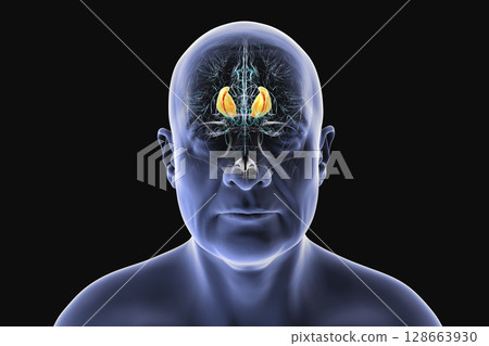 Internal capsule, 3D illustration. Highlighted in red within the human brain. 128663930
