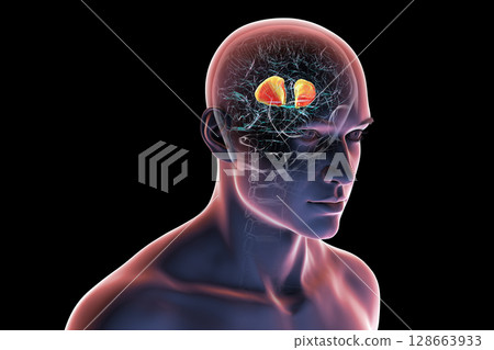 Internal capsule, 3D illustration. Highlighted in red within the human brain. Internal capsule, 3D illustration. Highlighted in red within the human brain. 128663933