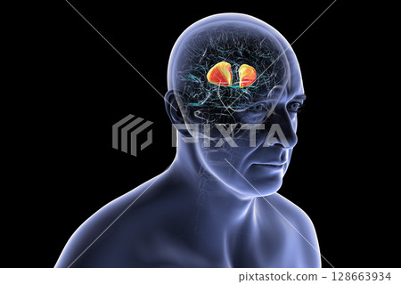 Internal capsule, 3D illustration. Highlighted in red within the human brain. Internal capsule, 3D illustration. Highlighted in red within the human brain. 128663934