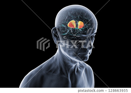 Internal capsule, 3D illustration. Highlighted in red within the human brain. Internal capsule, 3D illustration. Highlighted in red within the human brain. 128663935