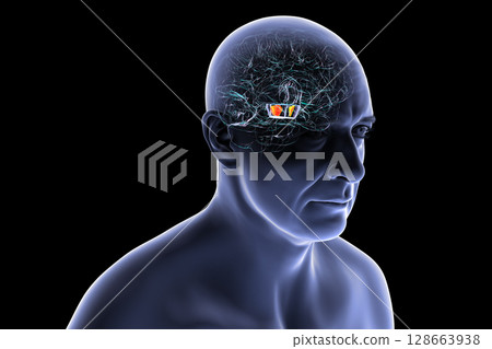 Human brain with highlighted substantia nigra in the midbrain, a key structure involved in movement regulation and affected in Parkinson's disease, 3D illustration. Human brain with highlighted substantia nigra in the midbrain, a key structure involved in movement regulation and affected in Parkinson's disease, 3D illustration. 128663938