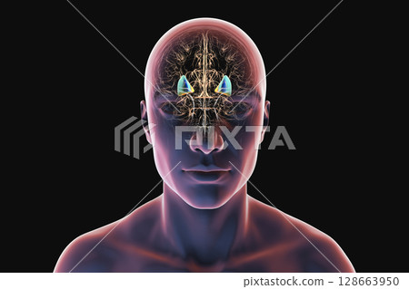 Human brain with highlighted putamen in blue and globus pallidus in yellow, showing basal ganglia structures essential for motor control and affected in movement disorders, 3D illustration. Human brain with highlighted putamen in blue and globus pallidus in yellow, showing basal ganglia structures essential for motor control and affected in movement disorders, 3D illustration. 128663950