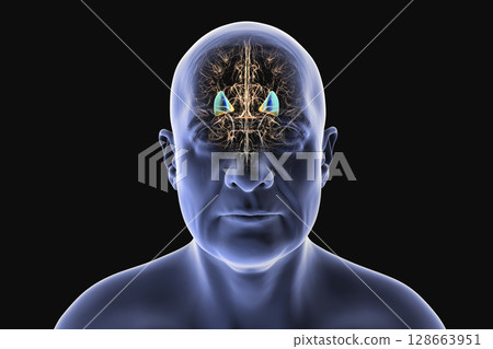 Human brain with highlighted putamen in blue and globus pallidus in yellow, showing basal ganglia structures essential for motor control and affected in movement disorders, 3D illustration. Human brain with highlighted putamen in blue and globus pallidus in yellow, showing basal ganglia structures essential for motor control and affected in movement disorders, 3D illustration. 128663951