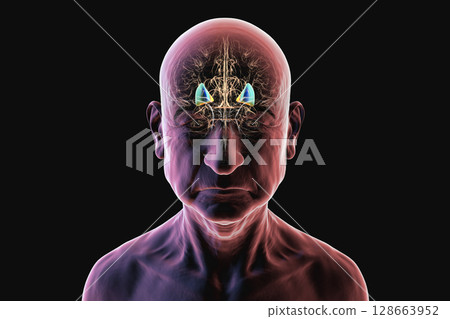 Human brain with highlighted putamen in blue and globus pallidus in yellow, showing basal ganglia structures essential for motor control and affected in movement disorders, 3D illustration. Human brain with highlighted putamen in blue and globus pallidus in yellow, showing basal ganglia structures essential for motor control and affected in movement disorders, 3D illustration. 128663952