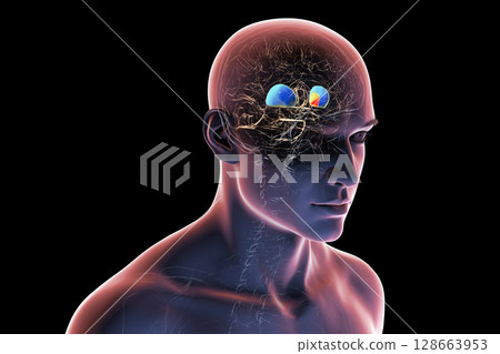 Human brain with highlighted putamen in blue and globus pallidus in yellow, showing basal ganglia structures essential for motor control and affected in movement disorders, 3D illustration. 128663953