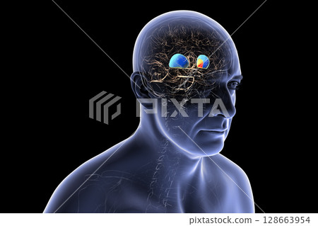 Human brain with highlighted putamen in blue and globus pallidus in yellow, showing basal ganglia structures essential for motor control and affected in movement disorders, 3D illustration. 128663954