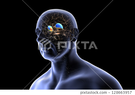 Human brain with highlighted putamen in blue and globus pallidus in yellow, showing basal ganglia structures essential for motor control and affected in movement disorders, 3D illustration. 128663957