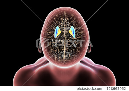 Human brain with highlighted putamen in blue and globus pallidus in yellow, showing basal ganglia structures essential for motor control and affected in movement disorders, 3D illustration. 128663962