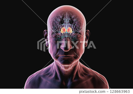 Thalamus, 3D illustration of human brain in a senior person, highlighted to show its role in age-related cognitive decline and neurodegeneration. 128663963