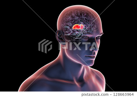Thalamus of human brain, 3D illustration showing the paired deep gray matter structures that relay sensory and motor signals to the cerebral cortex. 128663964