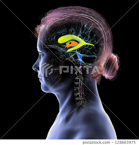 Human brain with colored ventricles, 3D illustration, lateral (yellow), third (orange), fourth (blue), interventricular foramen (green), cerebral aqueduct (dark purple), spinal channel (light purple). Human brain with colored ventricles, 3D illustration, lateral (yellow), third (orange), fourth (blue), interventricular foramen (green), cerebral aqueduct (dark purple), spinal channel (light purple). 128663975