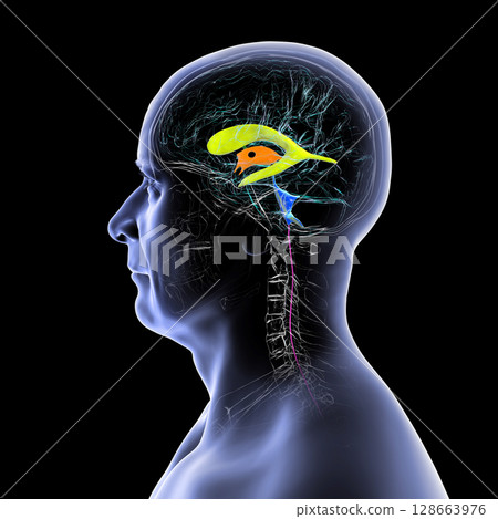 Human brain with colored ventricles, 3D illustration, lateral (yellow), third (orange), fourth (blue), interventricular foramen (green), cerebral aqueduct (dark purple), spinal channel (light purple). Human brain with colored ventricles, 3D illustration, lateral (yellow), third (orange), fourth (blue), interventricular foramen (green), cerebral aqueduct (dark purple), spinal channel (light purple). 128663976