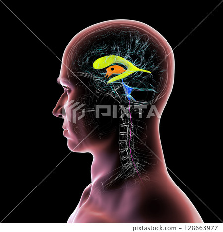 Human brain with colored ventricles, 3D illustration, lateral (yellow), third (orange), fourth (blue), interventricular foramen (green), cerebral aqueduct (dark purple), spinal channel (light purple). Human brain with colored ventricles, 3D illustration, lateral (yellow), third (orange), fourth (blue), interventricular foramen (green), cerebral aqueduct (dark purple), spinal channel (light purple). 128663977