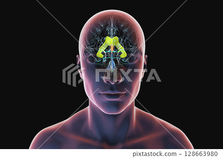 Human brain with colored ventricles, 3D illustration, lateral (yellow), third (orange), fourth (blue), interventricular foramen (green), cerebral aqueduct (dark purple), spinal channel (light purple). Human brain with colored ventricles, 3D illustration, lateral (yellow), third (orange), fourth (blue), interventricular foramen (green), cerebral aqueduct (dark purple), spinal channel (light purple). 128663980