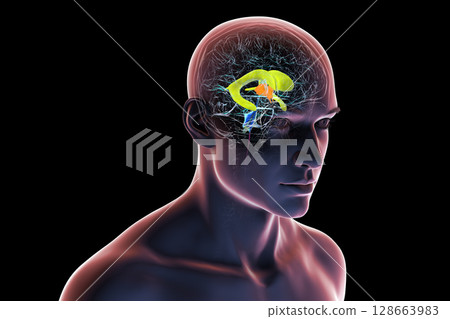Human brain with colored ventricles, 3D illustration, lateral (yellow), third (orange), fourth (blue), interventricular foramen (green), cerebral aqueduct (dark purple), spinal channel (light purple). 128663983