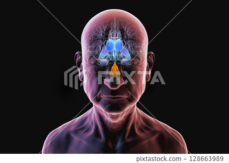 Fourth ventricle of human brain, 3D illustration highlighting the cavity between brainstem and cerebellum, part of ventricular system involved in cerebrospinal fluid circulation. 128663989
