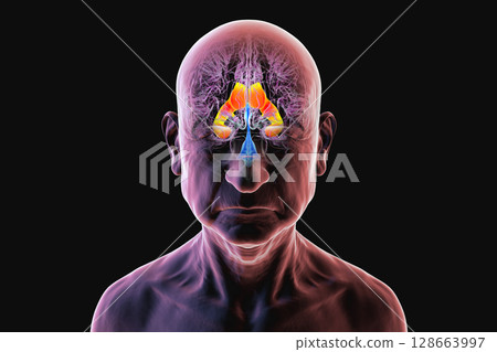 The lateral brain ventricles, 3D illustration The lateral brain ventricles, 3D illustration 128663997