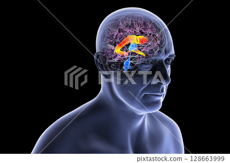 The lateral brain ventricles, 3D illustration 128663999