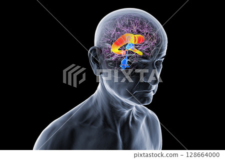 The lateral brain ventricles, 3D illustration 128664000