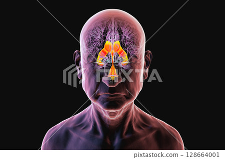 Ventricular system of the brain, 3D illustration 128664001